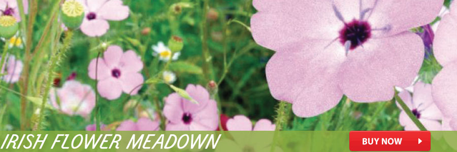 irish_flower_meadown