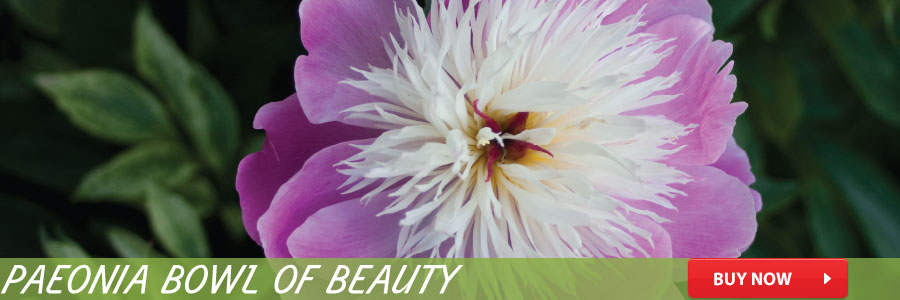 paeonia_bowl_of_beauty